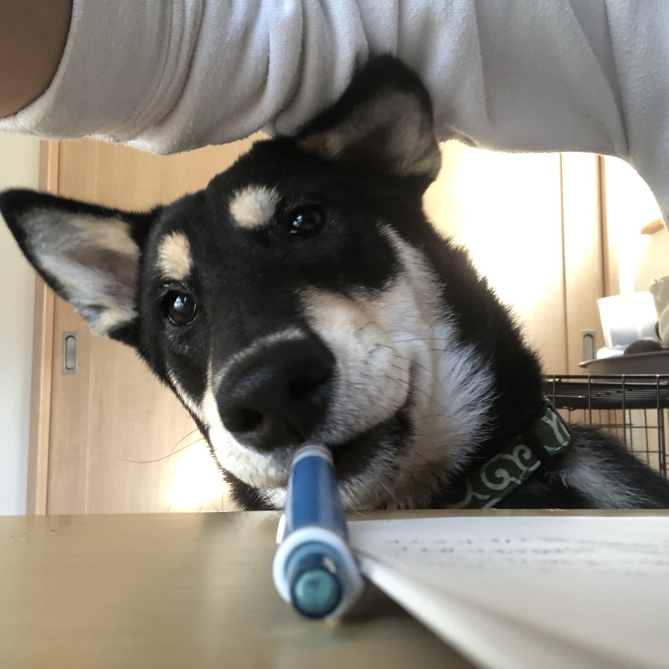 文のカバー写真