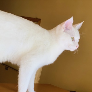 真っ白で人懐っこい女の子です！