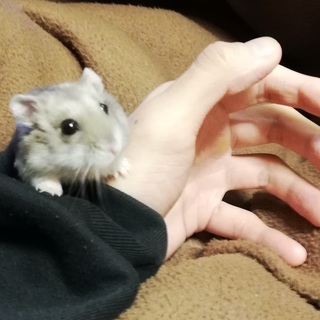 １歳半のジャンガリアンハムスター♂です。