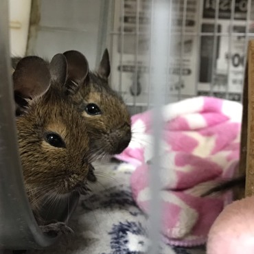 里親さんから引き取った２匹のデグー♪