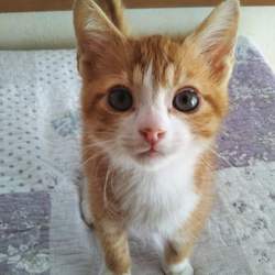 第84回　にゃん☆ぴーす犬猫譲渡会