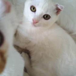 第84回　にゃん☆ぴーす犬猫譲渡会 サムネイル2