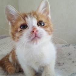 第84回　にゃん☆ぴーす犬猫譲渡会 サムネイル3