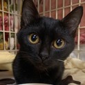 つやつやブラックビューティのようこちゃん