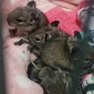 (ノーマル)デグーの赤ちゃん里親募集
