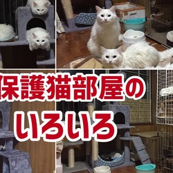 この子達の為に私自身がやってあげれる事を