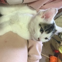 子猫 里親募集！