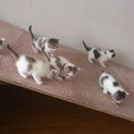 11/4生まれの猫ちゃん6匹