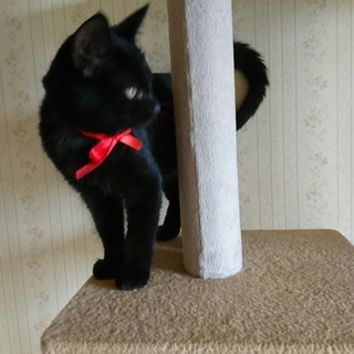 スリスリゴロゴロの黒猫ちゃんと暮らしたい方❤︎