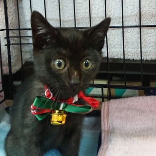 新しいおうちが決まりました