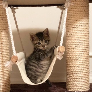 新しいおうちが決まりました