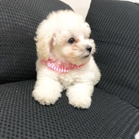 まろ