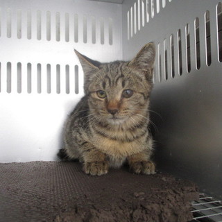 譲渡されました。