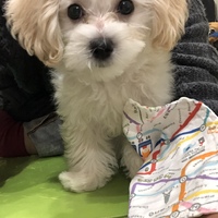 コッペ