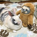 マーブルうさぎちゃん