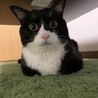 ビキん