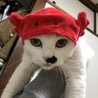 ひめ