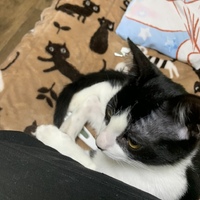 楓