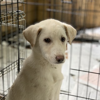 人見知りな白犬カズくん