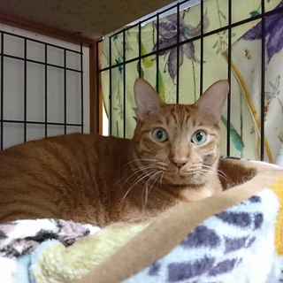 デッカい猫です、きいちゃんは里親さん決定！