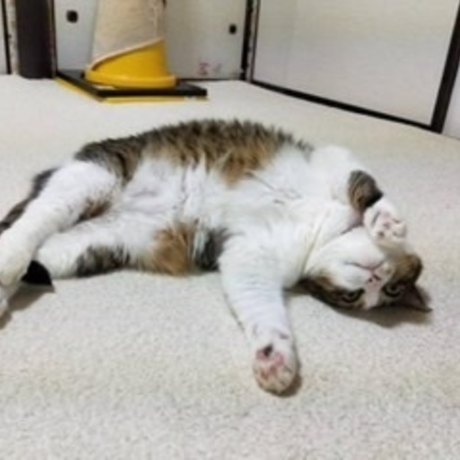 アーヤktmのカバー写真