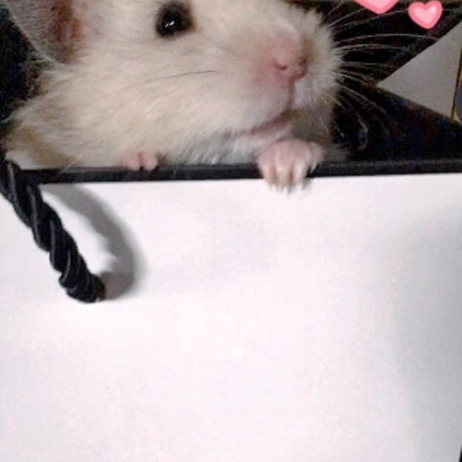 りんりこままのカバー写真