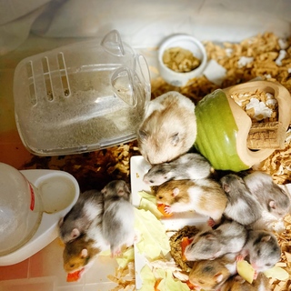 ゴールデンハムスター赤ちゃん