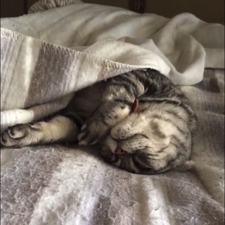 飼い主急逝レスキュー小町ちゃん