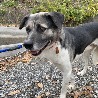 穏やかなコロ助！保健所から引き出しました☆