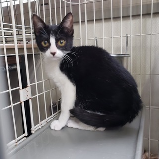 キレイなお顔の『黒白ハチワレの男の子』推定３カ月