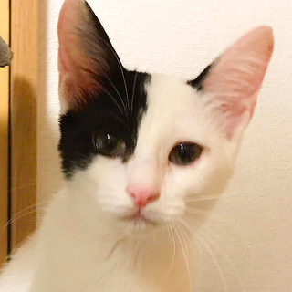 人馴れ★とっても美猫な白黒個性的柄★ピノコ