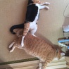 けぃちゃんライ