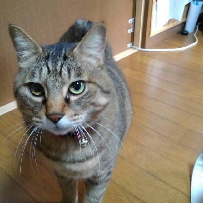 けぃちゃんライのカバー写真