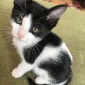 生後一ヶ月の仔猫