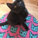生後一ヶ月の仔猫