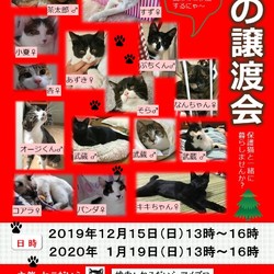 猫の譲渡会