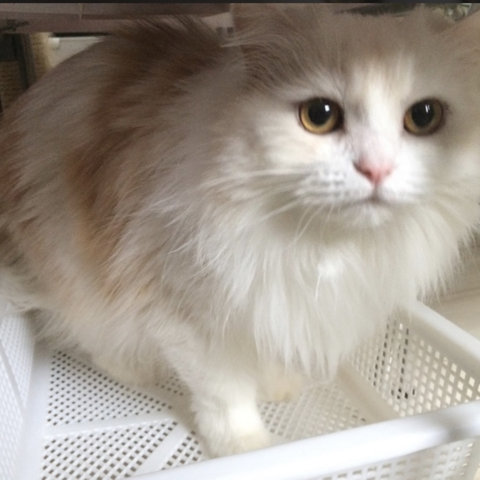 姫のカバー写真