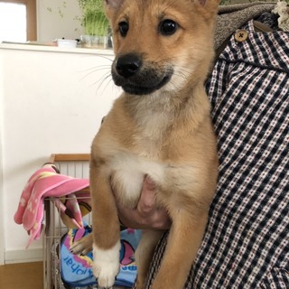 大型犬MIXのお転婆ドロシーちゃん❤️