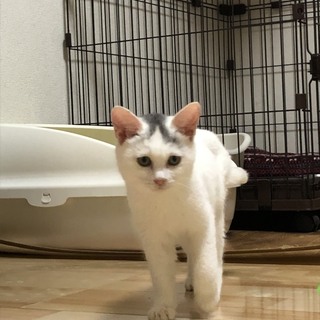 フワフワなもこちゃん