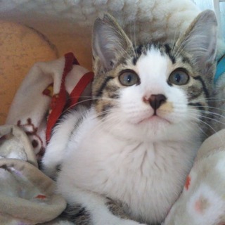 12.14藤井寺サロン譲渡会参加猫しじみ♂キジ白