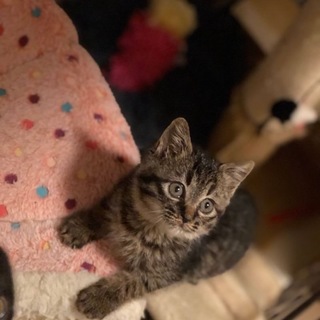 新しいおうちが決まりました