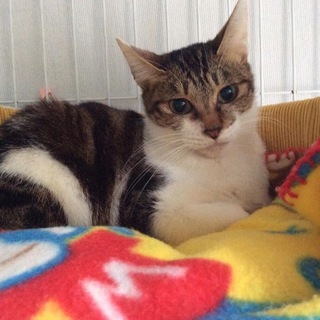 キジシロのルルちゃん。小柄で甘えん坊