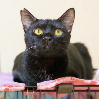 黒猫男子❤お腹もふもふ❤お留守番できます