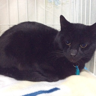 幸せを呼ぶ黒猫、トトくん。性格の良い子です