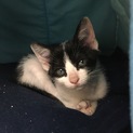 お顔がキュートなハチワレ子猫ちゃん(*´꒳`*)