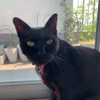 終の棲家を探してます:黒猫オス１０歳