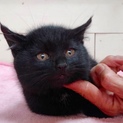 里親決定。ふわ毛の黒猫ノアール君