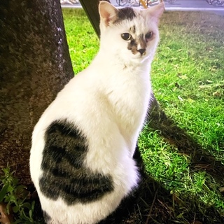 里親さまが決まりました。ありがとうございました。