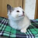 ありがとうございました ♪ 白斗ちゃん
