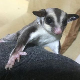 ノーマル・フクロモモンガ２匹